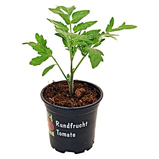 Piardino Tomate Rundfrucht (Solanum lycopersicum, 10 cm, Erntezeit: Juli)
