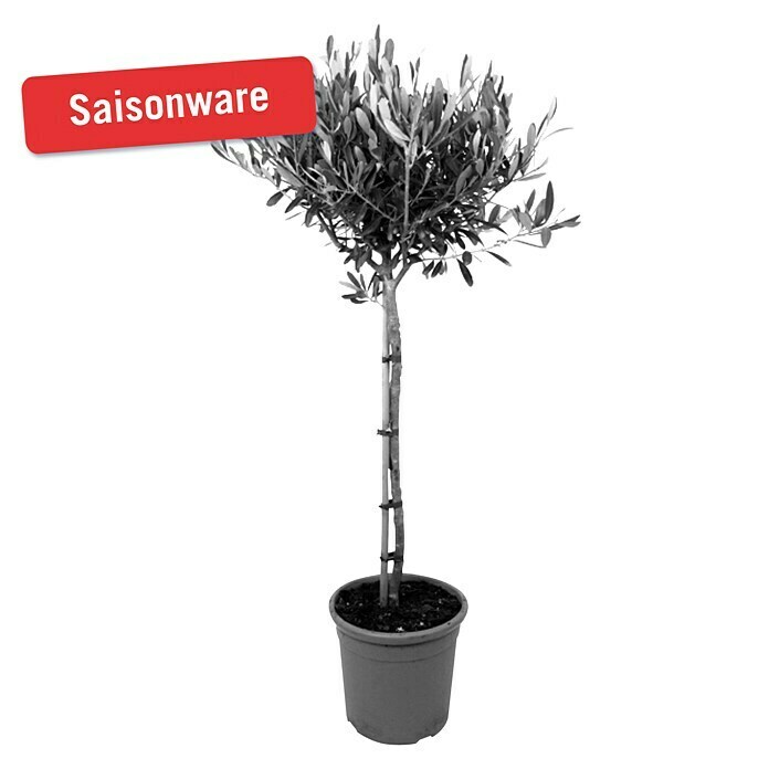 Piardino Olivenbaum (Topfgröße: 20 cm)