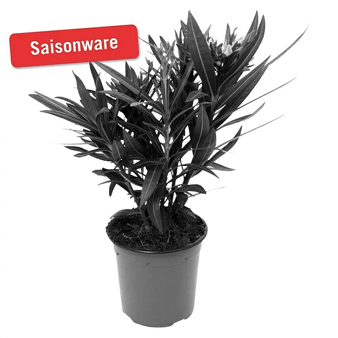 Piardino Adelfa - Nerium oleander, Tamaño de maceta: 14 cm, En función de la variedad - Un elegante arbusto de adelfa en una maceta de Saisonware. La planta destaca por sus delicadas hojas y aporta un toque mediterráneo al hogar.