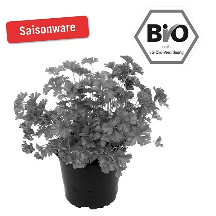 Piardino Petersilie Bio (Petroselinum crispum, Topfgröße: 12 cm)