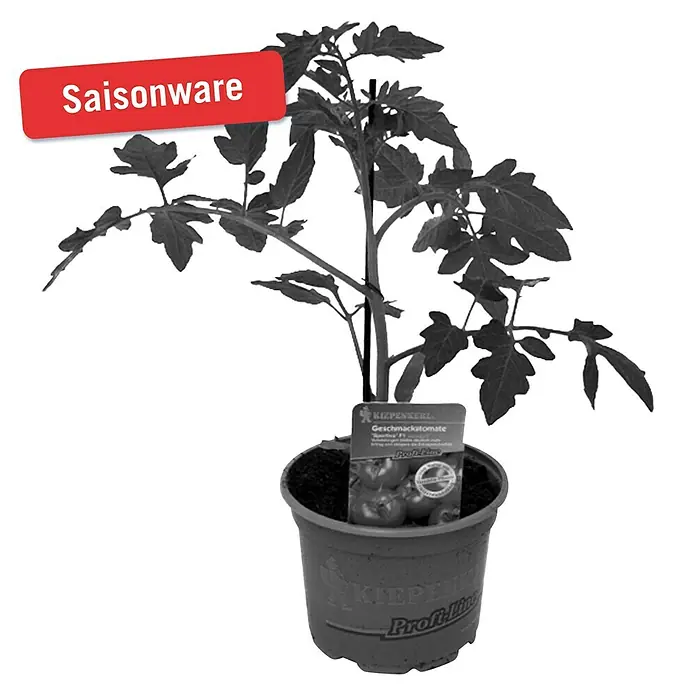 Piardino Tomate - Lycopersicum esculentum Sportivo F1, 12 cm, Cosecha: Julio - Imagen de una planta de tomate de sabor 'Sportina' F1 de Kiepenkerl en una maceta.