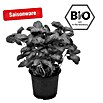 Piardino Basilikum (Ocimum basilicum, Topfgröße: 12 cm)