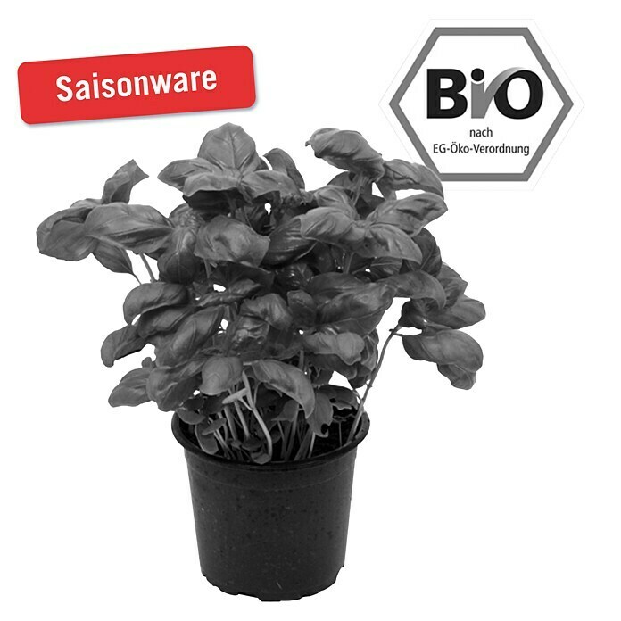 Piardino Basilikum (Ocimum basilicum, Topfgröße: 12 cm)