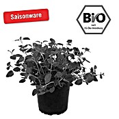 Piardino Oregano Bio (Origanum vulgare, Topfgröße: 12 cm)