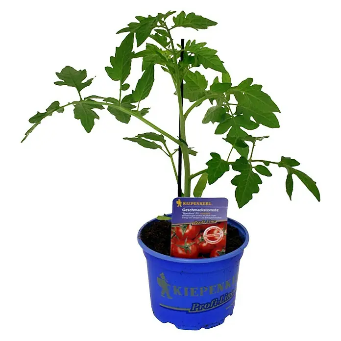 Piardino Tomate - Lycopersicum esculentum Sportivo F1, 12 cm, Cosecha: Julio - Tomate de sabor "Summerwine" F1 de Kiepenkerl en maceta azul. Ideal para jardín y balcón.
