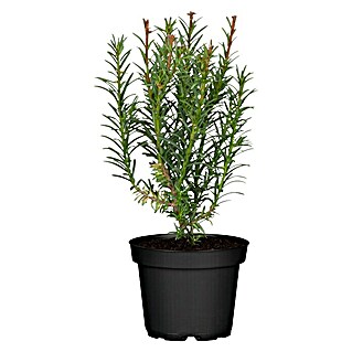 Piardino Heimische Eibe Groenland (Taxus baccata 'Groenland')