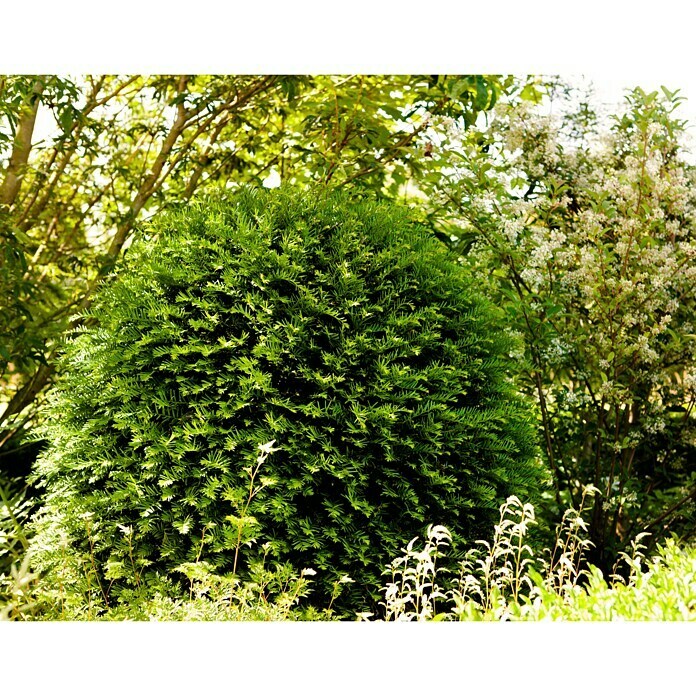 Piardino Heimische Eibe GroenlandTaxus baccata 'Groenland' Mood Shot