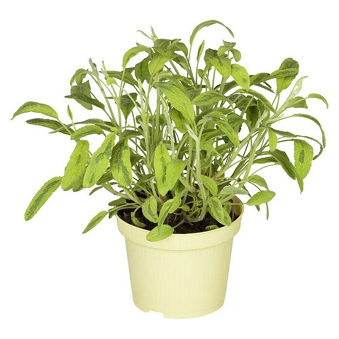 Piardino Blu Bio Echter Salbei (Topfgröße: 12 cm)
