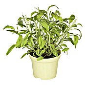 Piardino Blu Bio Echter Salbei (Topfgröße: 12 cm)