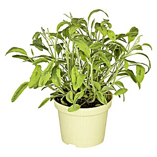 Blu Bio Echter Salbei (Salvia officinalis, Topfgröße: 12 cm)