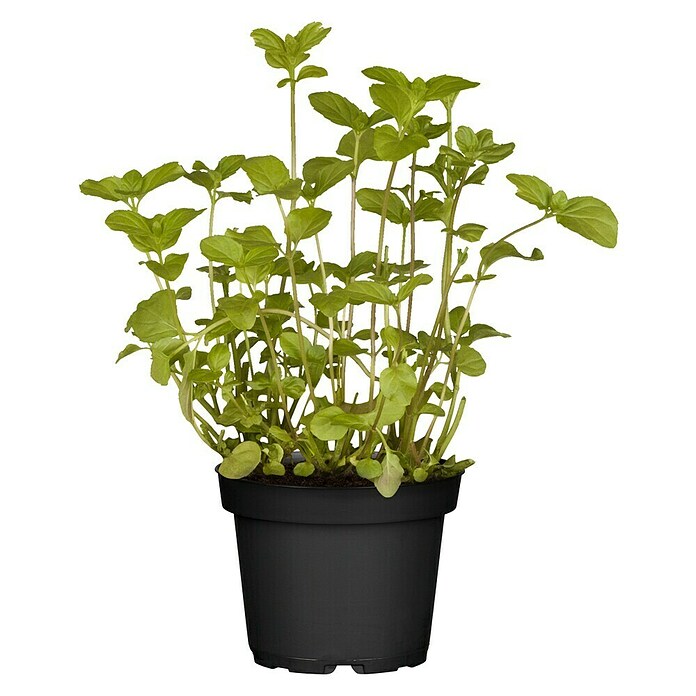 Piardino Blu Bio Mandarinen-Minze (Topfgröße: 12 cm)