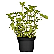 Piardino Blu Bio Mandarinen-Minze (Topfgröße: 12 cm)