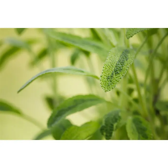 Blu Bio Echter Salbei - Salvia officinalis, Topfgröße: 12 cm - Nahaufnahme von frischen Salbeiblättern mit einer deutlichen Textur und einem Farbverlauf von hellgrün zu dunkelgrün.