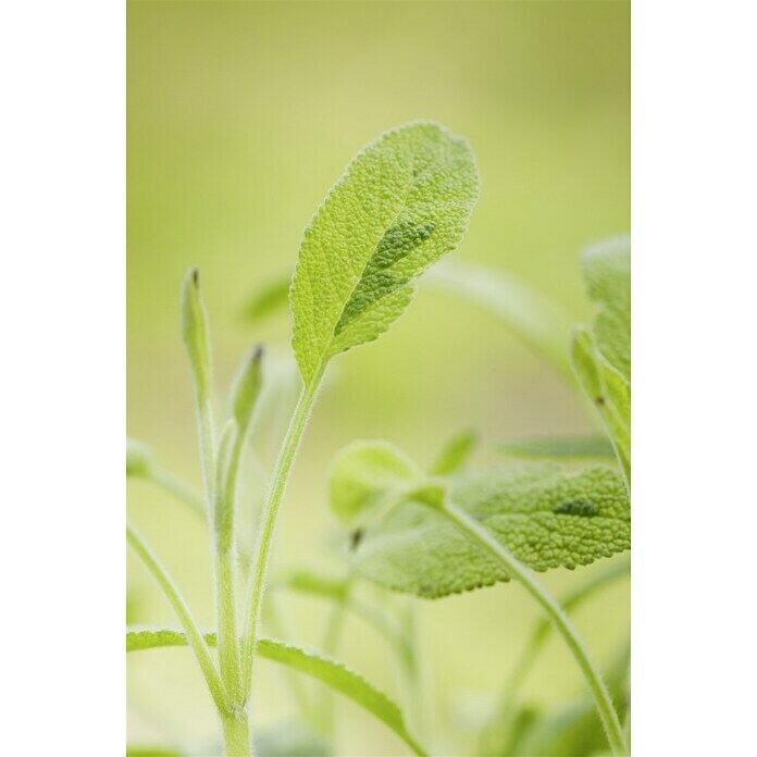 Piardino Blu Bio Echter Salbei (Salvia officinalis, Topfgröße: 12 cm)