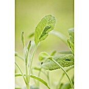 Piardino Blu Bio Echter Salbei (Salvia officinalis, Topfgröße: 12 cm)