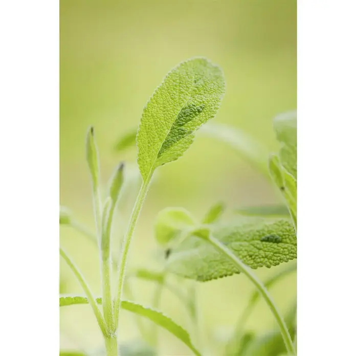Blu Bio Echter Salbei - Salvia officinalis, Topfgröße: 12 cm - Nahaufnahme eines Salbeiblattes mit samtiger Textur und zarten grünen Farbnuancen im Sonnenlicht.