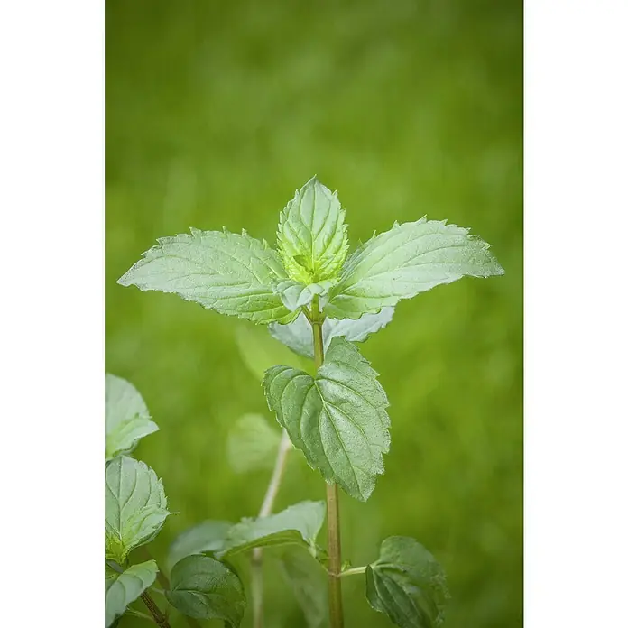 Blu Bio SchokominzeMentha x piperita - Nahaufnahme einer grünen Minzpflanze mit gezackten Blättern vor einem verschwommenen, grünen Hintergrund.