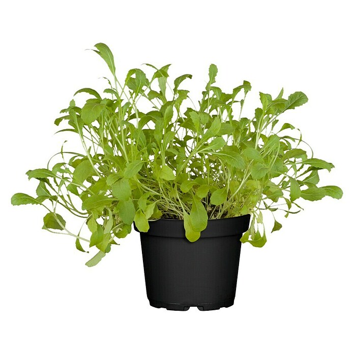 Piardino Blu Bio Wasabi (Topfgröße: 12 cm)