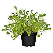 Piardino Blu Bio Wasabi (Topfgröße: 12 cm)