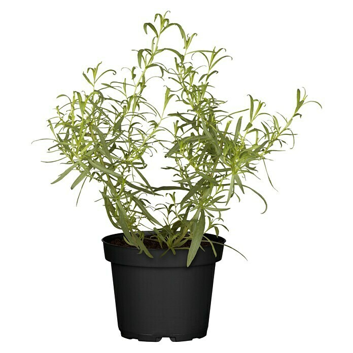 Piardino Blu Bio Französischer Estragon (Topfgröße: 12 cm)