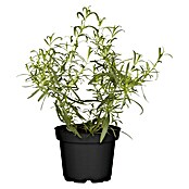 Piardino Blu Bio Französischer Estragon (Topfgröße: 12 cm)