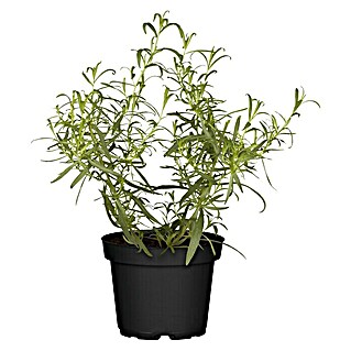 Blu Bio Französischer Estragon (Artemisia dracunculus)