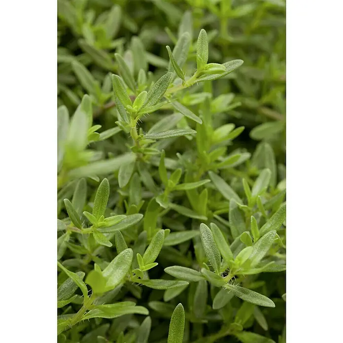 Blu Bio BohnenkrautSatureja montana, Topfgröße: 12 cm - Nahaufnahme von frischem, grünem Winterbohnenkraut, einer aromatischen Kräuterpflanze mit feinen Blättern und würzigem Duft.
