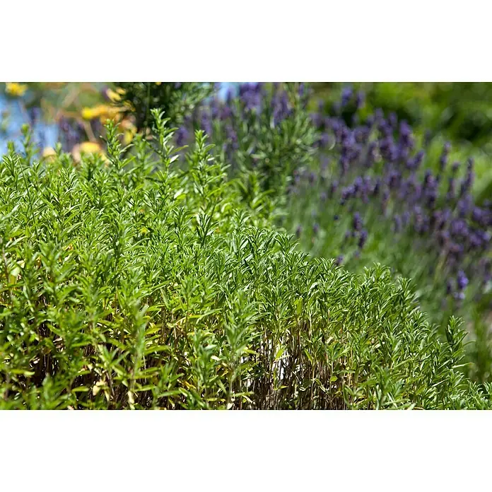 Blu Bio BohnenkrautSatureja montana, Topfgröße: 12 cm - Nahaufnahme von frischem, grünen Rosmarin mit einem Hauch von Lavendel im Hintergrund, ideal für Kräutergarten- und Gewürzliebhaber.