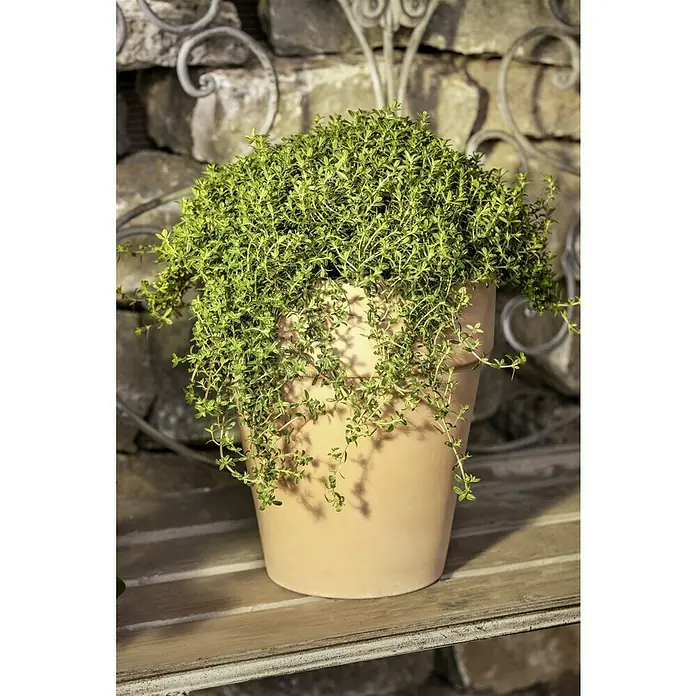 Blu Bio BohnenkrautSatureja montana, Topfgröße: 12 cm - Ein Topf mit üppigem Thymian, dessen Zweige anmutig über den Rand fließen, steht auf einem rustikalen Holztisch.