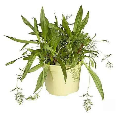 Blu Bio Wildkräuter Gemischt