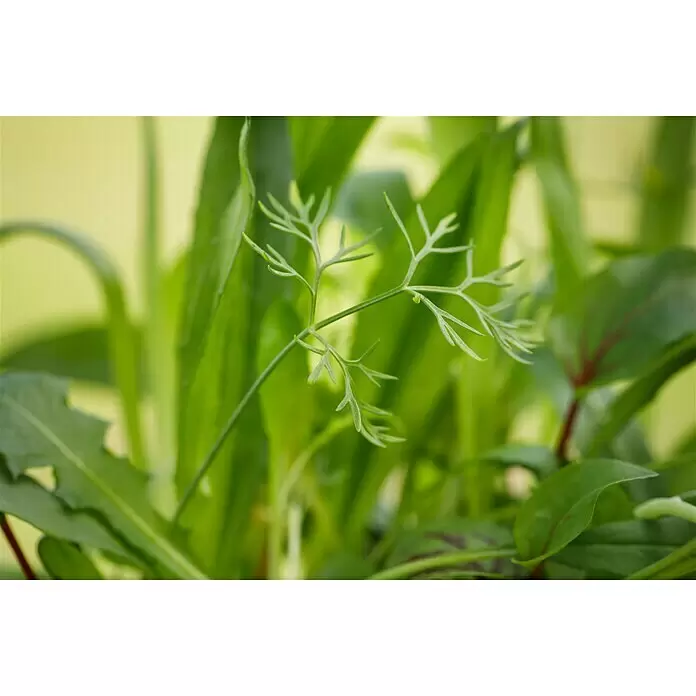 Blu Bio Wildkräuter Gemischt - Wildkräuter in Sorten, Topfgröße: 12 cm - Detailaufnahme