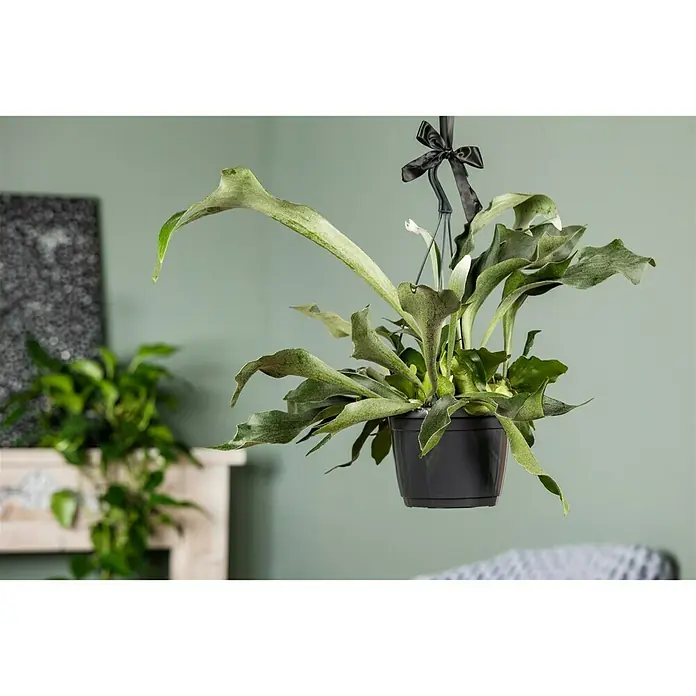 Piardino Geweihfarn - Platycerium, Topfgröße: 18 cm - Hängepflanze mit Geweihfarn in einem schwarzen Topf, die von einem schwarzen Band gehalten wird, vor einem unscharfen grünen Hintergrund.