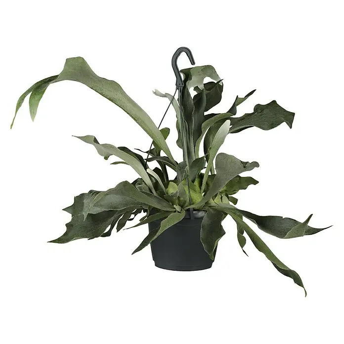 Piardino Geweihfarn - Platycerium, Topfgröße: 18 cm - Hängepflanze mit Staghornfarn in einem schwarzen Topf mit einem Haken zum Aufhängen, ideal für die Inneneinrichtung.