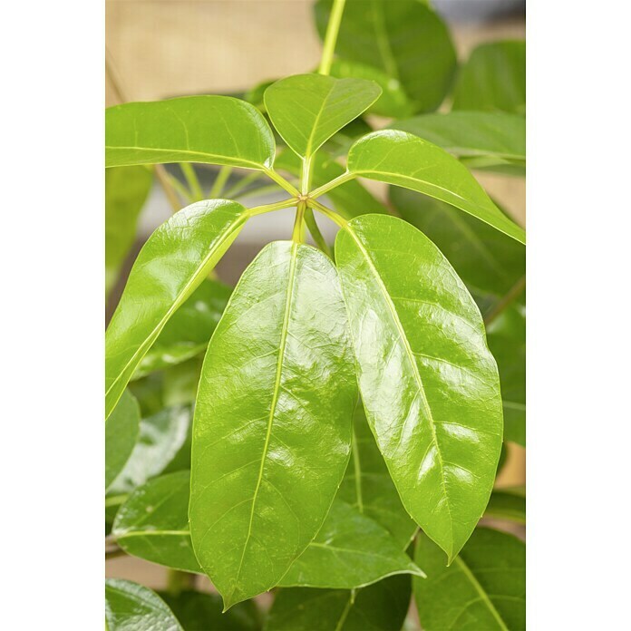 Piardino Strahlenaralie Schefflera