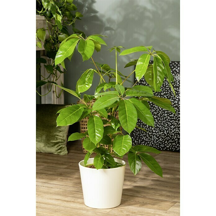 Piardino Strahlenaralie Schefflera