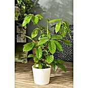 Piardino Strahlenaralie Schefflera