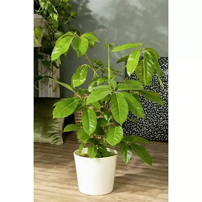 Piardino Strahlenaralie ScheffleraPachypodium lameri, Topfgröße: 21 cm, Grün