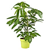 Piardino Strahlenaralie Schefflera