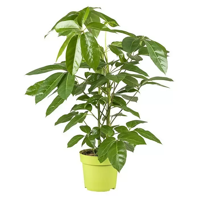 Piardino Strahlenaralie ScheffleraPachypodium lameri, Topfgröße: 21 cm, Grün