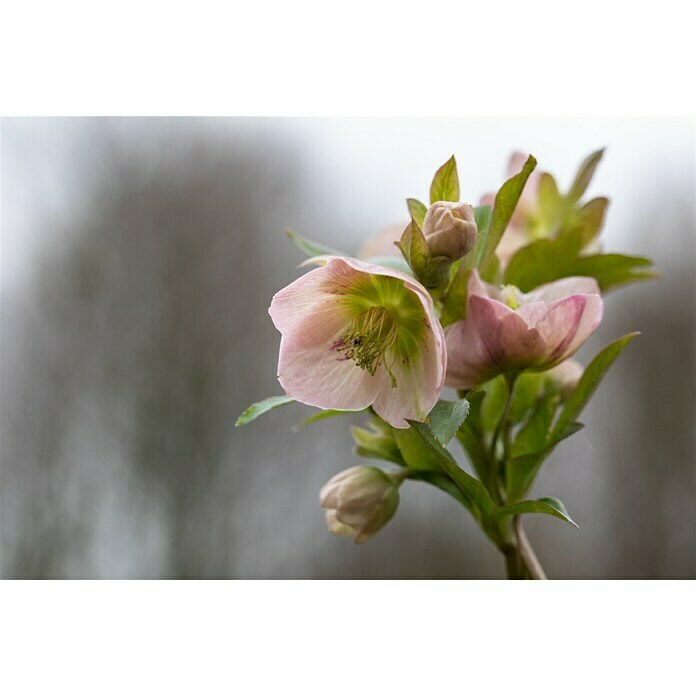 Piardino Christrose (Helleborus orientalis, Topfgröße: 17 cm, Rosa) | BAUHAUS