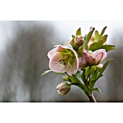 Piardino Christrose (Helleborus orientalis, Topfgröße: 17 cm, Rosa) | BAUHAUS
