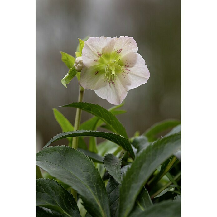 Piardino Christrose (Helleborus orientalis, Topfgröße: 17 cm, Rosa) | BAUHAUS