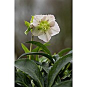 Piardino Christrose (Helleborus orientalis, Topfgröße: 17 cm, Rosa) | BAUHAUS