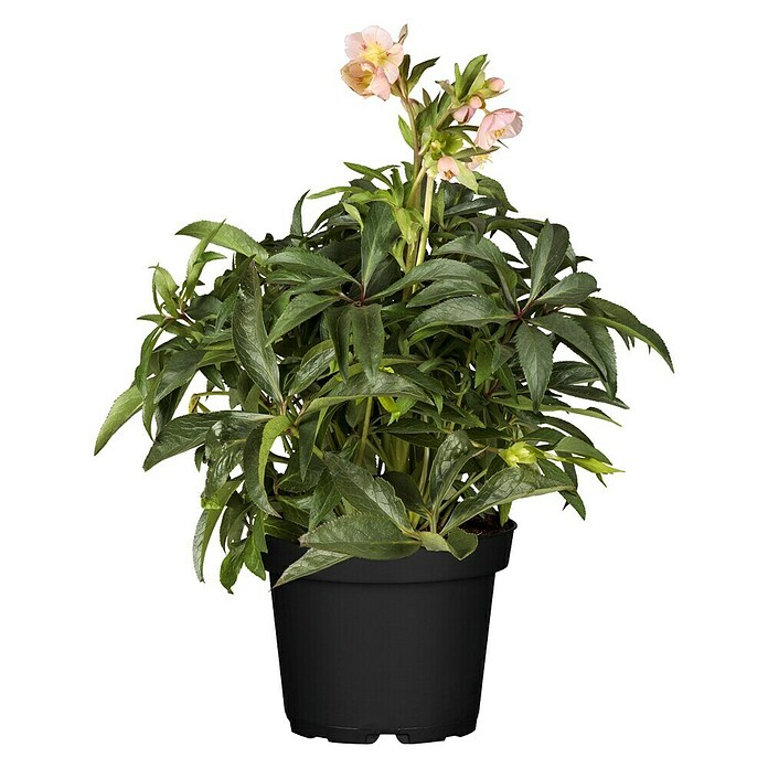Piardino Christrose (Helleborus orientalis, Topfgröße: 17 cm, Rosa) | BAUHAUS