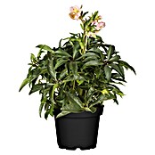 Piardino Christrose (Helleborus orientalis, Topfgröße: 17 cm, Rosa) | BAUHAUS