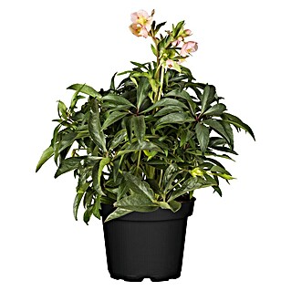 Piardino Christrose (Helleborus orientalis, Topfgröße: 17 cm, Rosa)