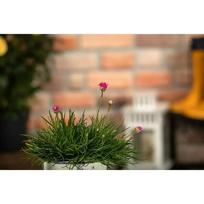 Piardino Grasnelke - Armeria maritima, Blütenfarbe: Sortenabhängig - Nahaufnahme einer Meerstrandnelke in einem Topf mit zarten rosa Blüten und grünen Halmen vor Backsteinhintergrund.