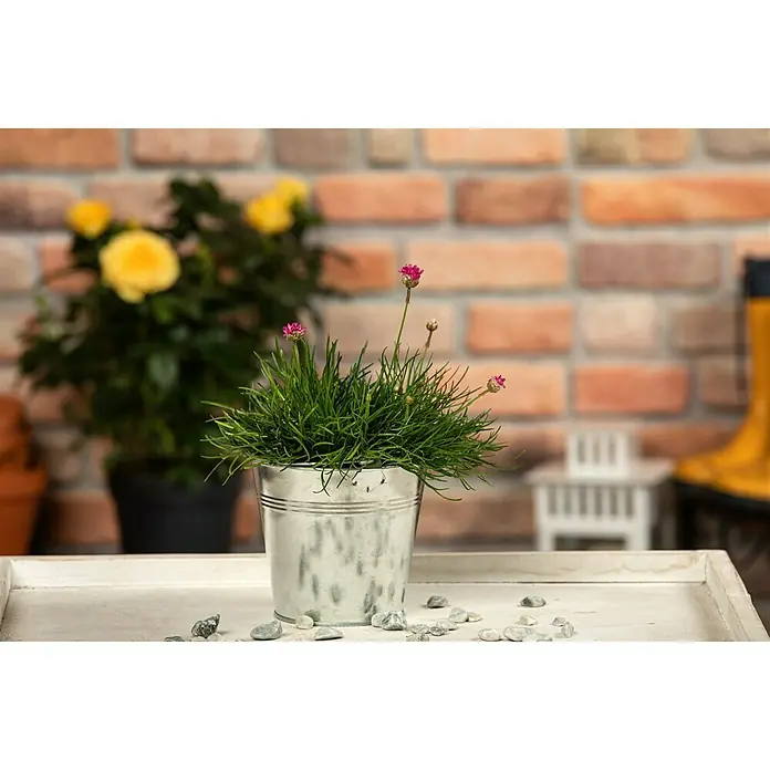 Piardino Grasnelke - Armeria maritima, Blütenfarbe: Sortenabhängig - Zarter Meerlavendel in einem rustikalen Zinkeimer mit dekorativen Kieselsteinen, vor einem Backsteinhintergrund für eine gemütliche Gartenatmosphäre.