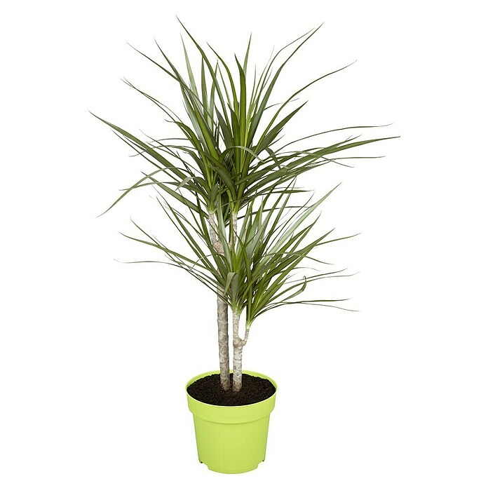 Piardino Drachenbaum - Dracaena marginata, Topfgre: 17 cm, Blattfarbe:  Dunkelgrn/Purpurrot online kaufen bei BAUHAUS