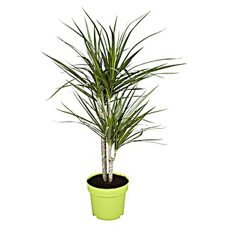 Piardino Drachenbaum (Dracaena marginata, Topfgröße: 17 cm, Blattfarbe: Dunkelgrün/Purpurrot)